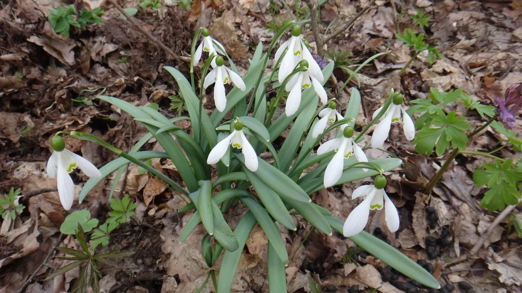 Galanthus Nivalis