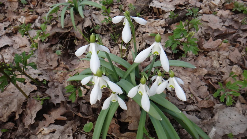 Galanthus Nivalis