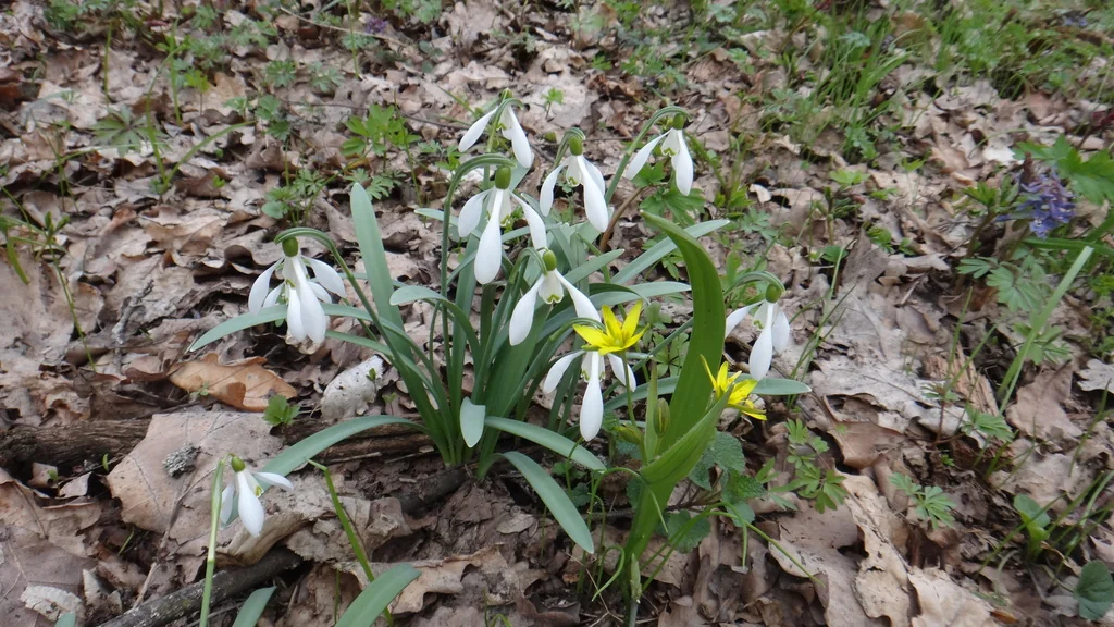 Galanthus Nivalis