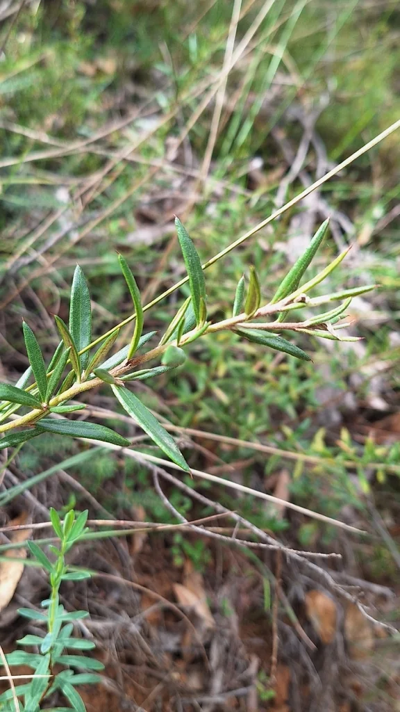 Grevillea Lavandulacea