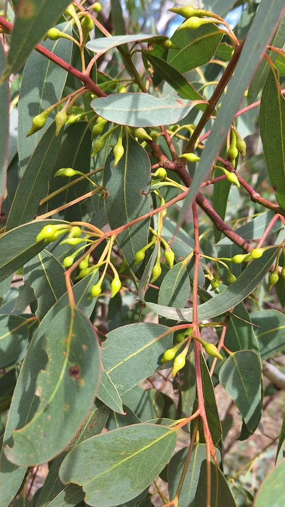 Eucalyptus Leucoxylon
