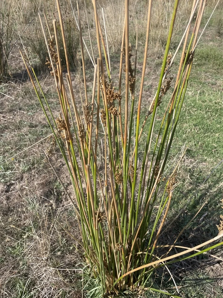 Juncus Pallidus