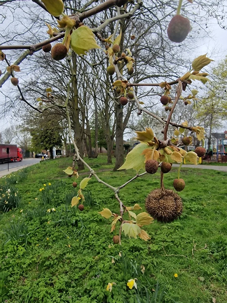 Platanus X Hispanica