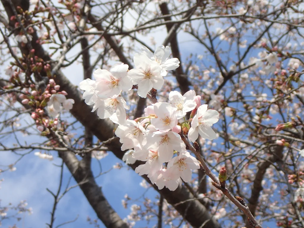 Prunus X Yedoensis