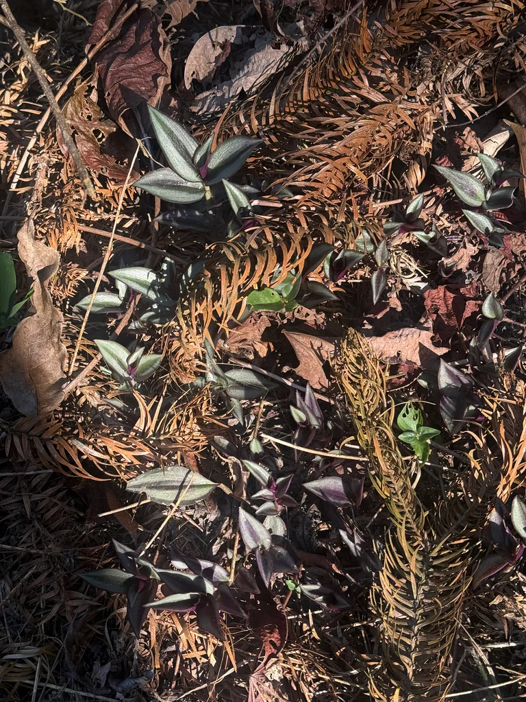 Tradescantia Zebrina