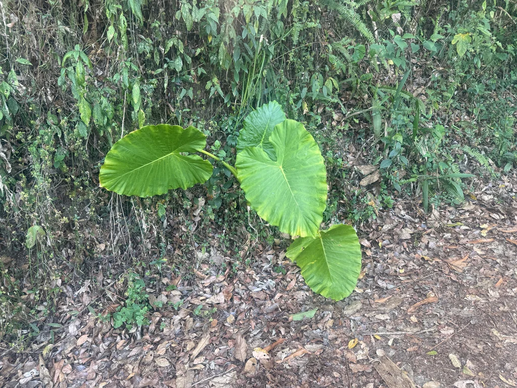Alocasia amazonica