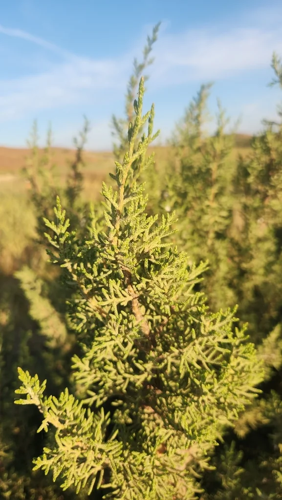 Juniperus Californica