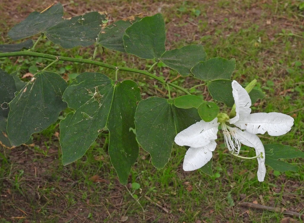 Bauhinia forficata