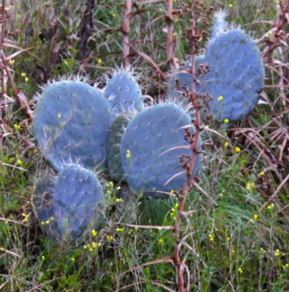 Opuntia Robusta