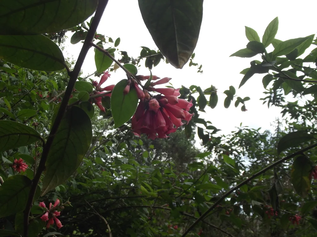 Cestrum Elegans