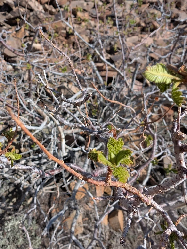 Chamaebatiaria Millefolium