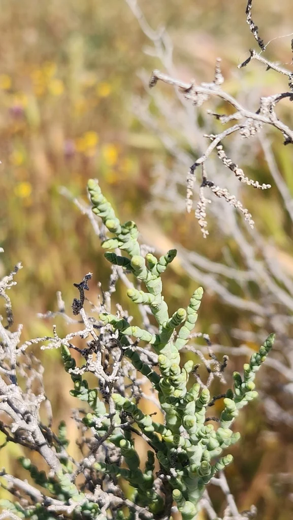 Allenrolfea Occidentalis