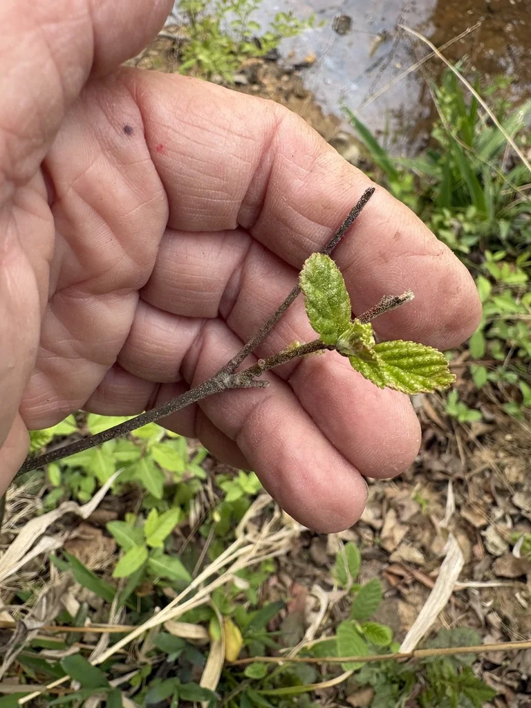 Alnus Serrulata