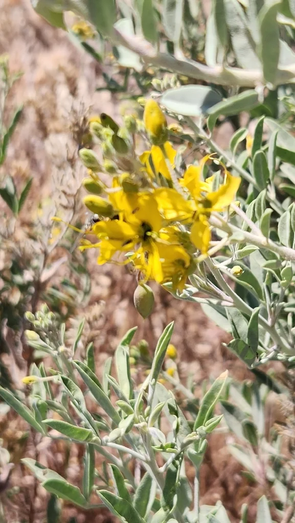 Isomeris Arborea