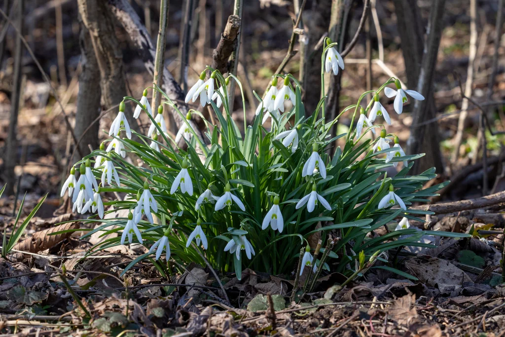 Galanthus Nivalis