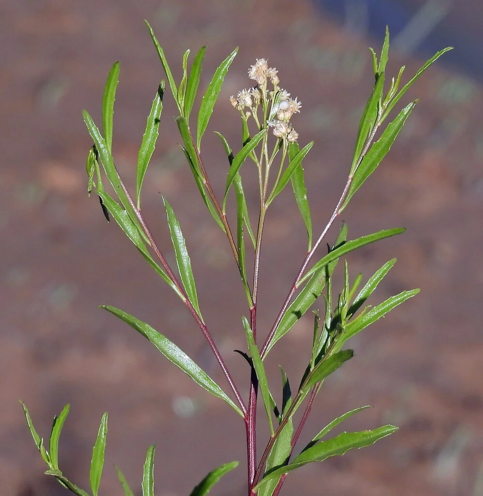 Baccharis Salicifolia