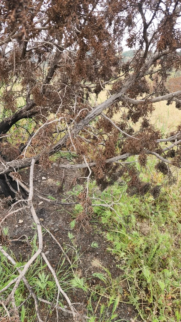 Juniperus Californica