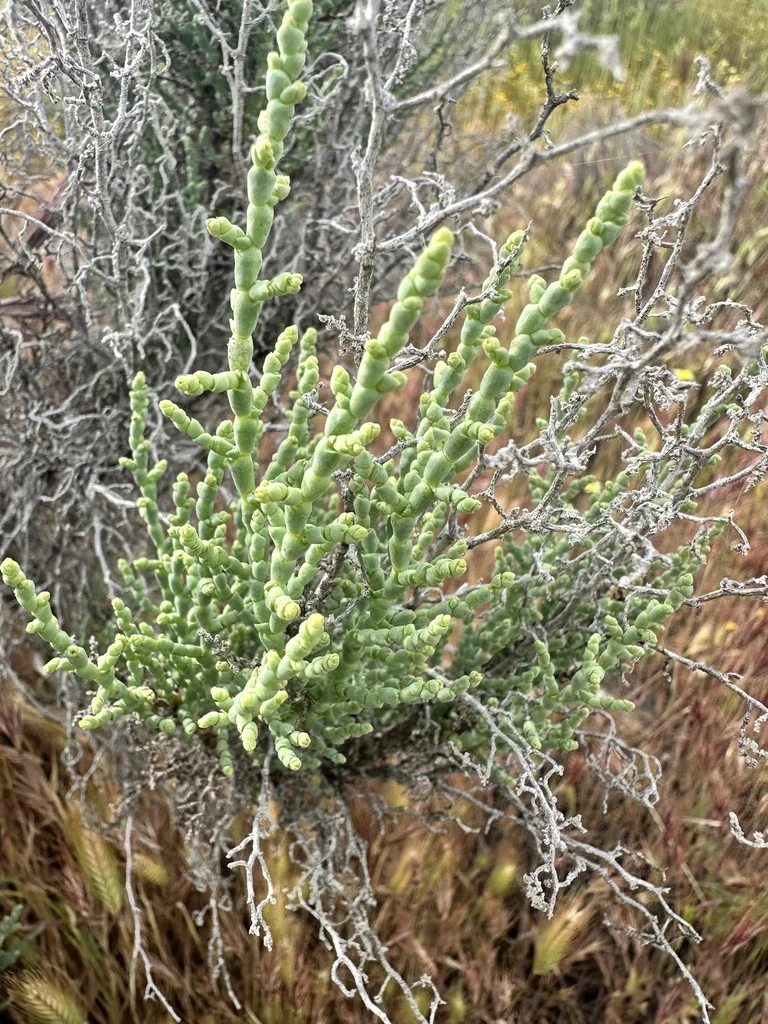 Allenrolfea Occidentalis