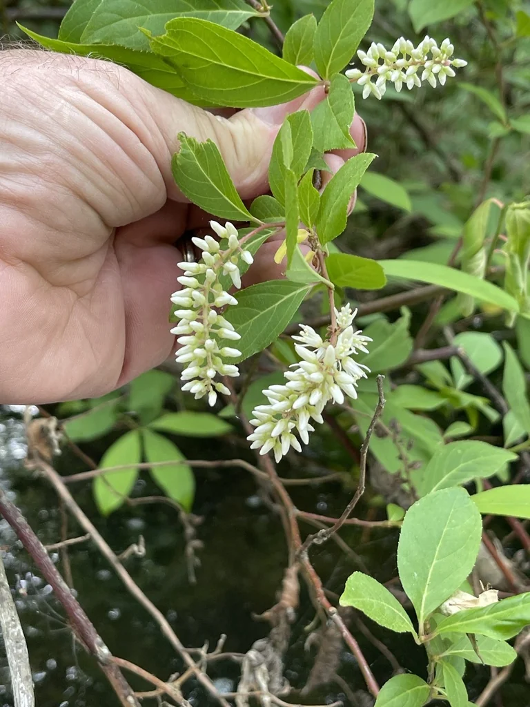 Itea virginica