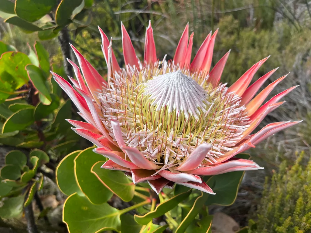 Protea Cynaroides