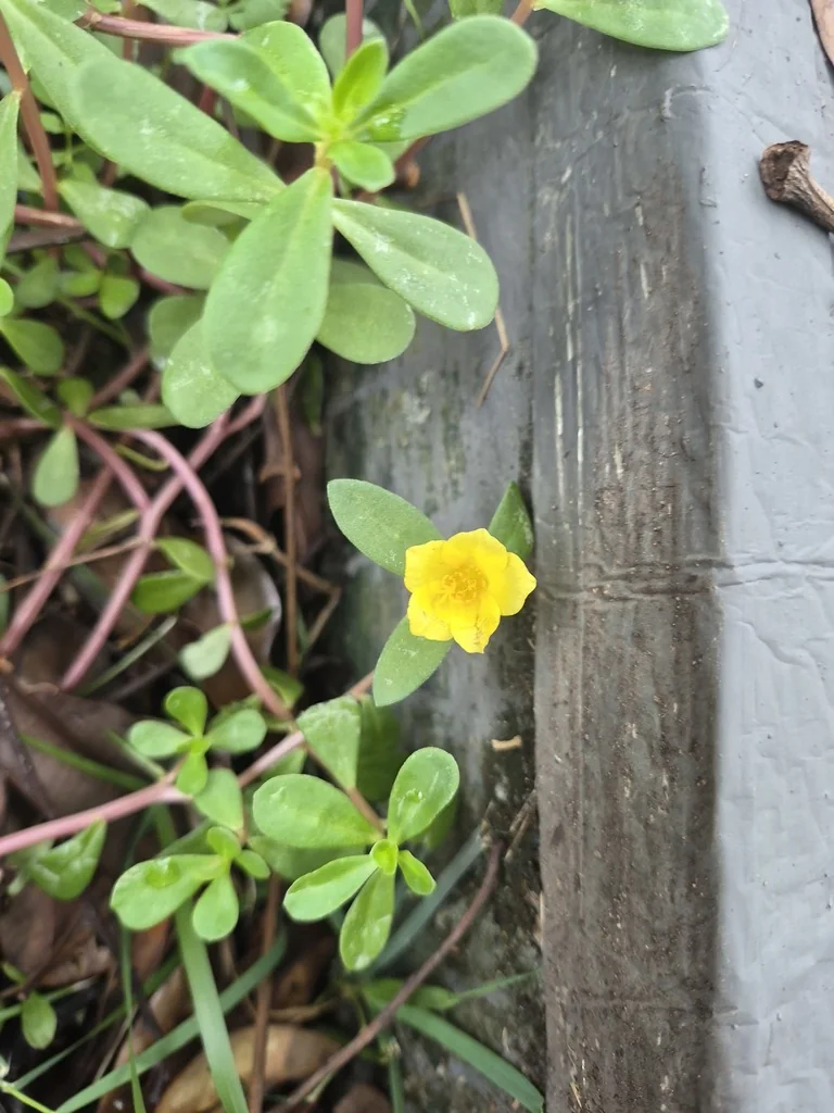 Portulaca umbraticola