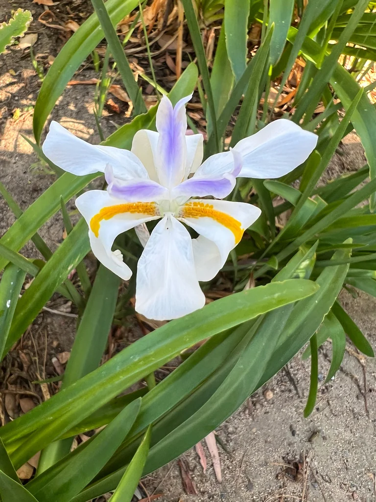 Dietes Grandiflora