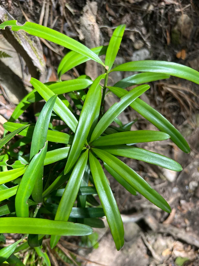 Podocarpus Latifolius