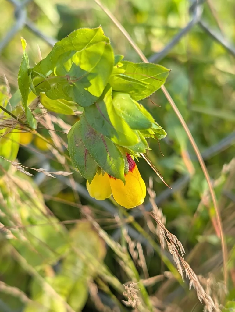 Cerinthe Major