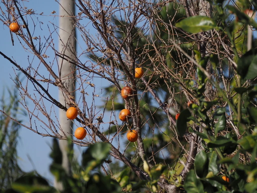Diospyros Kaki