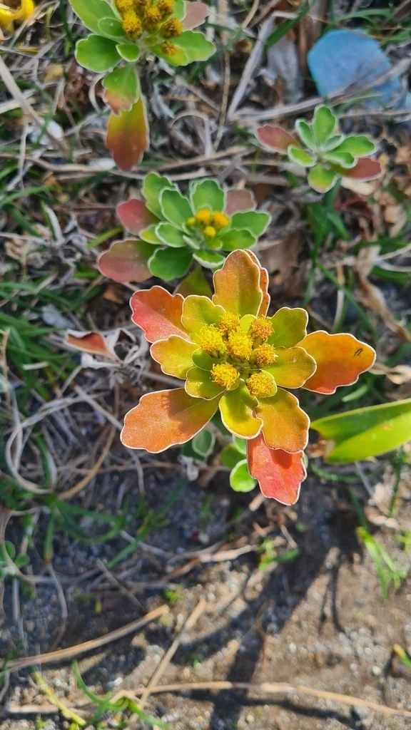 Chrysanthemum Pacificum