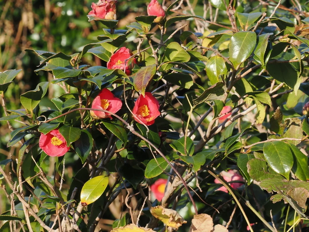 Camellia Japonica