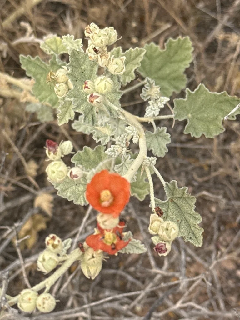 Sphaeralcea Ambigua
