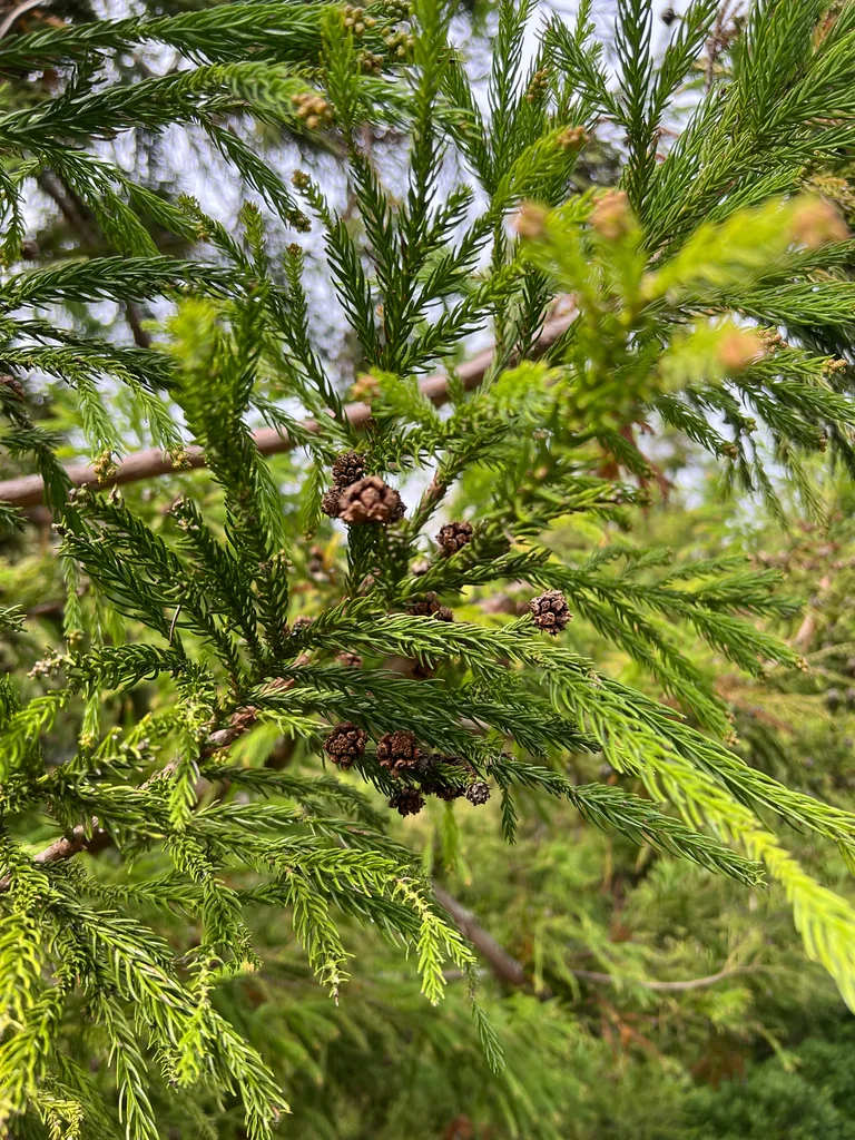 Cryptomeria Japonica