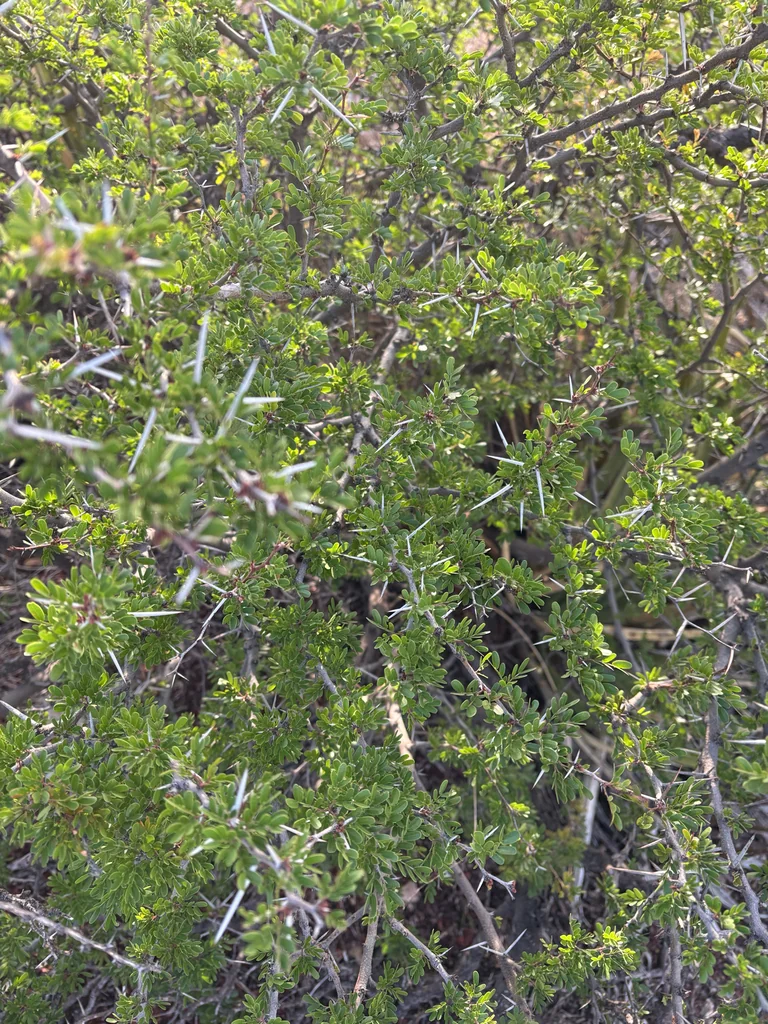 Acacia Rigidula