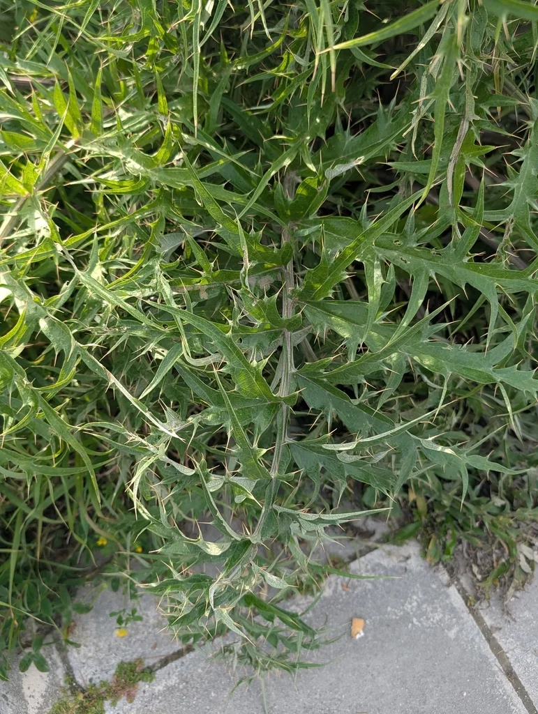 Cynara cardunculus