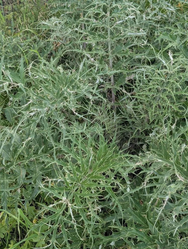 Cynara cardunculus