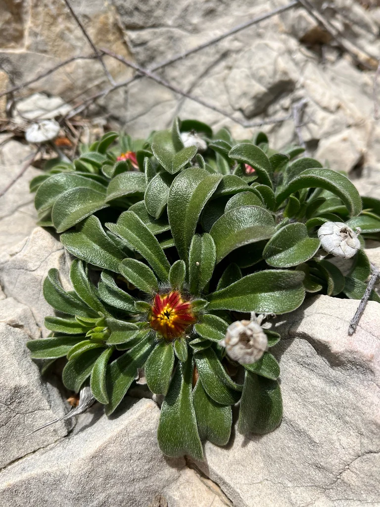 Asteriscus Maritimus
