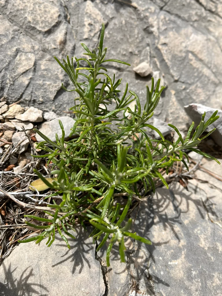 Rosmarinus Officinalis