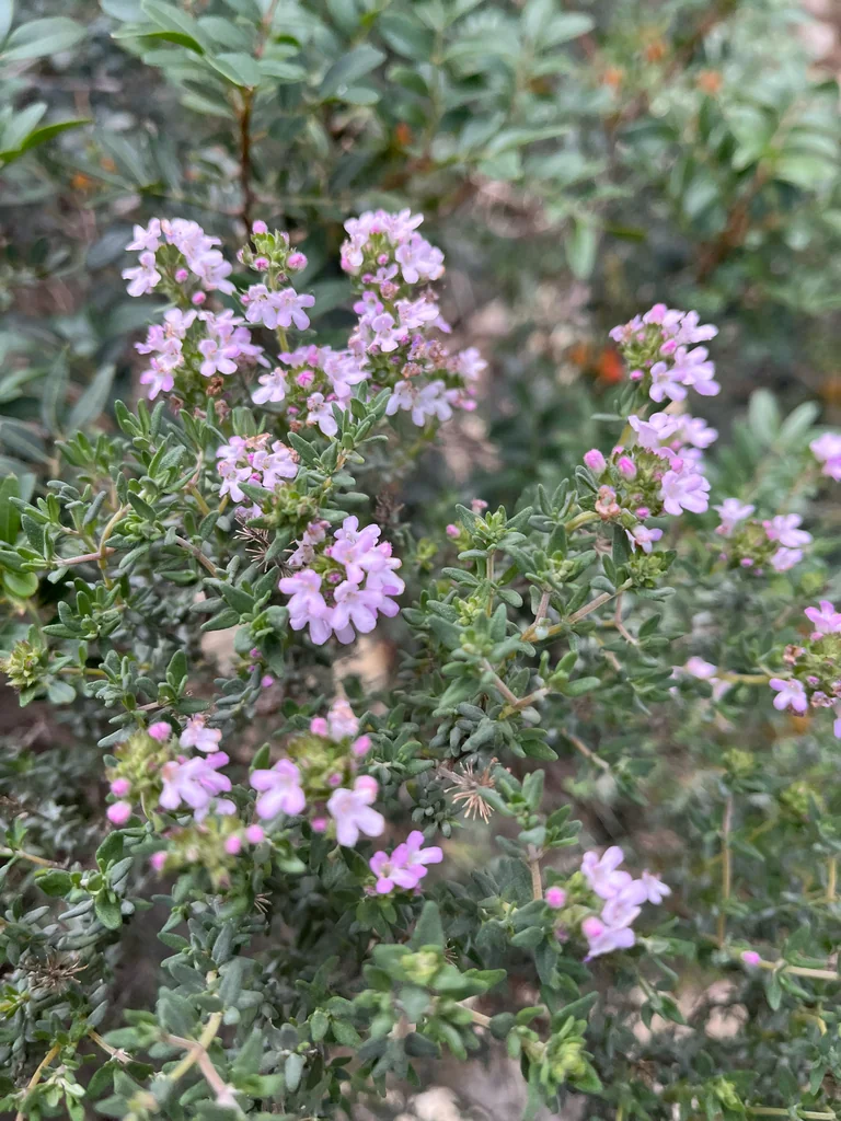 Thymus Vulgaris