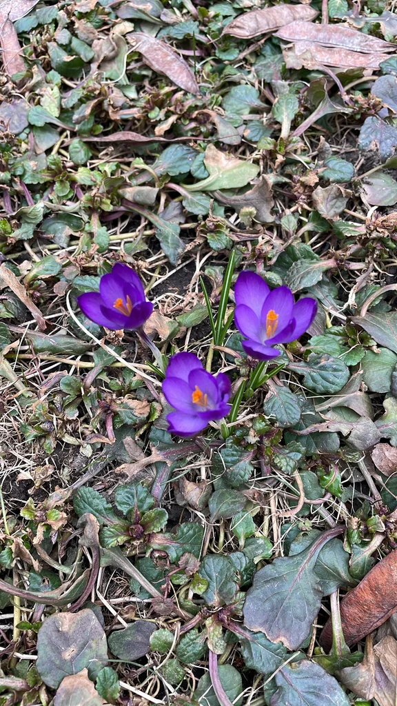Crocus Vernus
