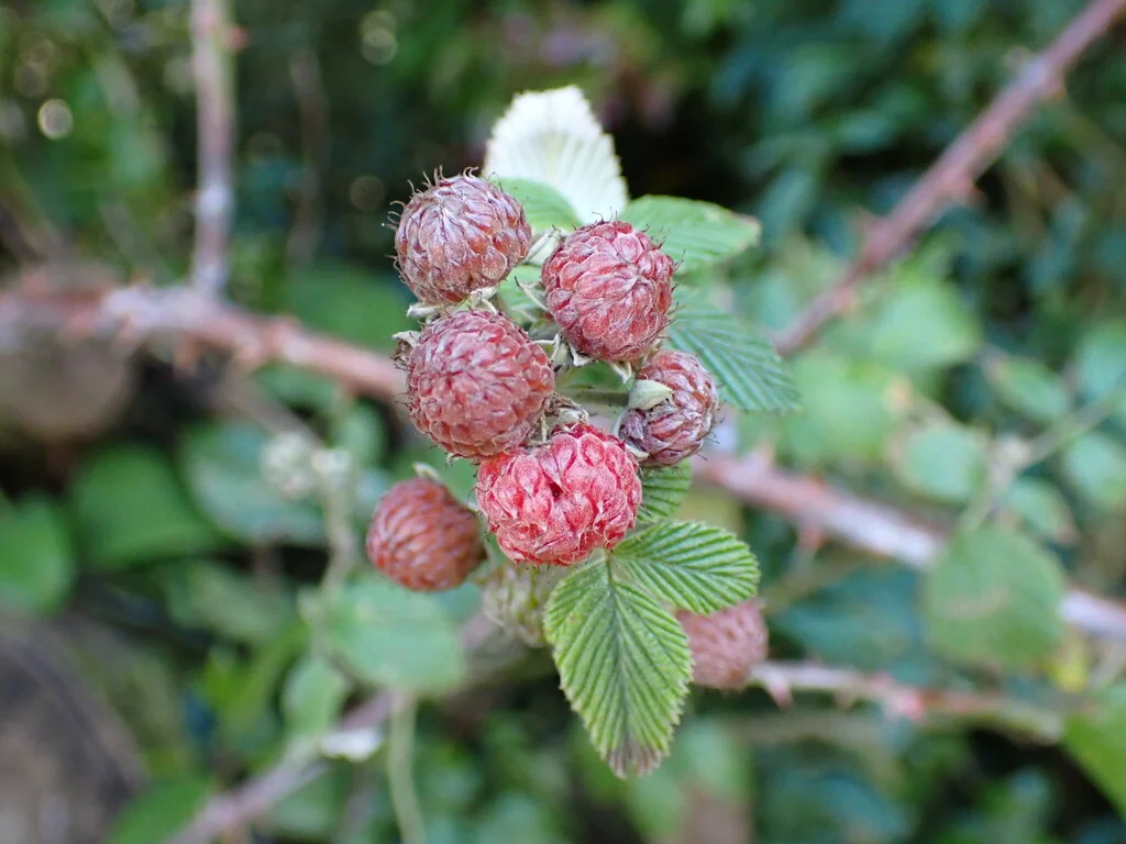 Rubus Niveus