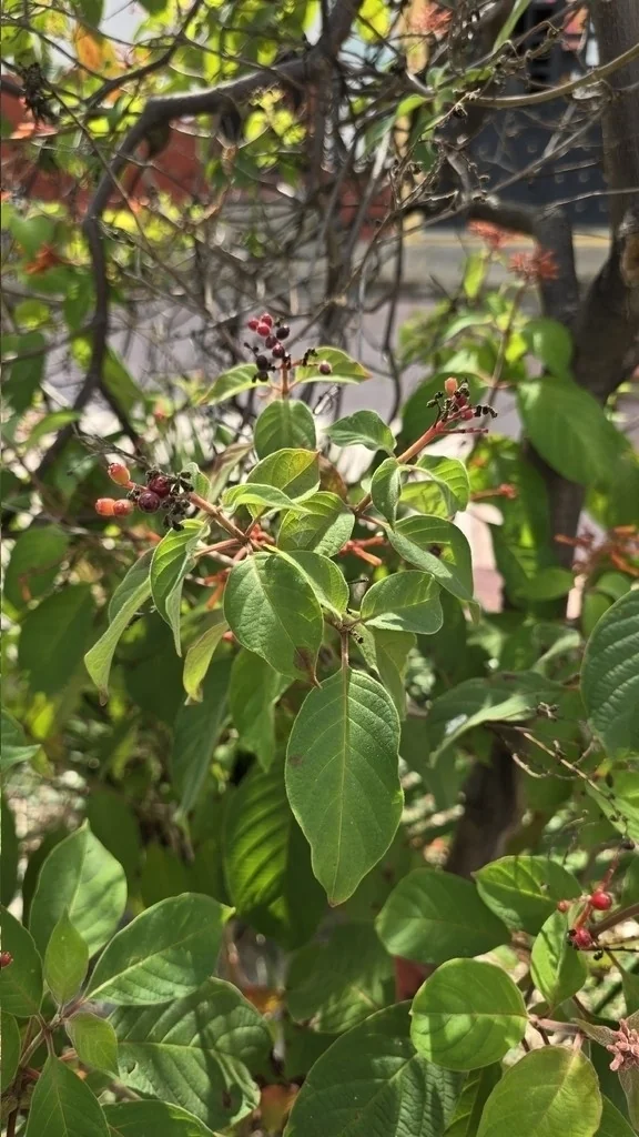 Hamelia patens