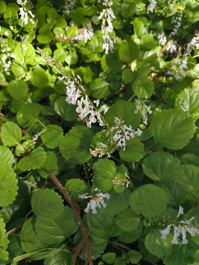 Plectranthus Verticillatus