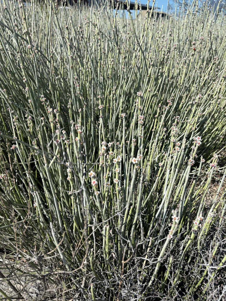 Euphorbia Antisyphilitica