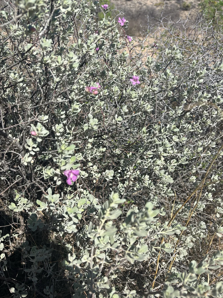 Leucophyllum Frutescens