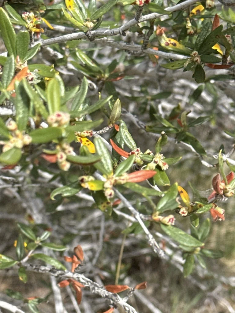 Cercocarpus Ledifolius