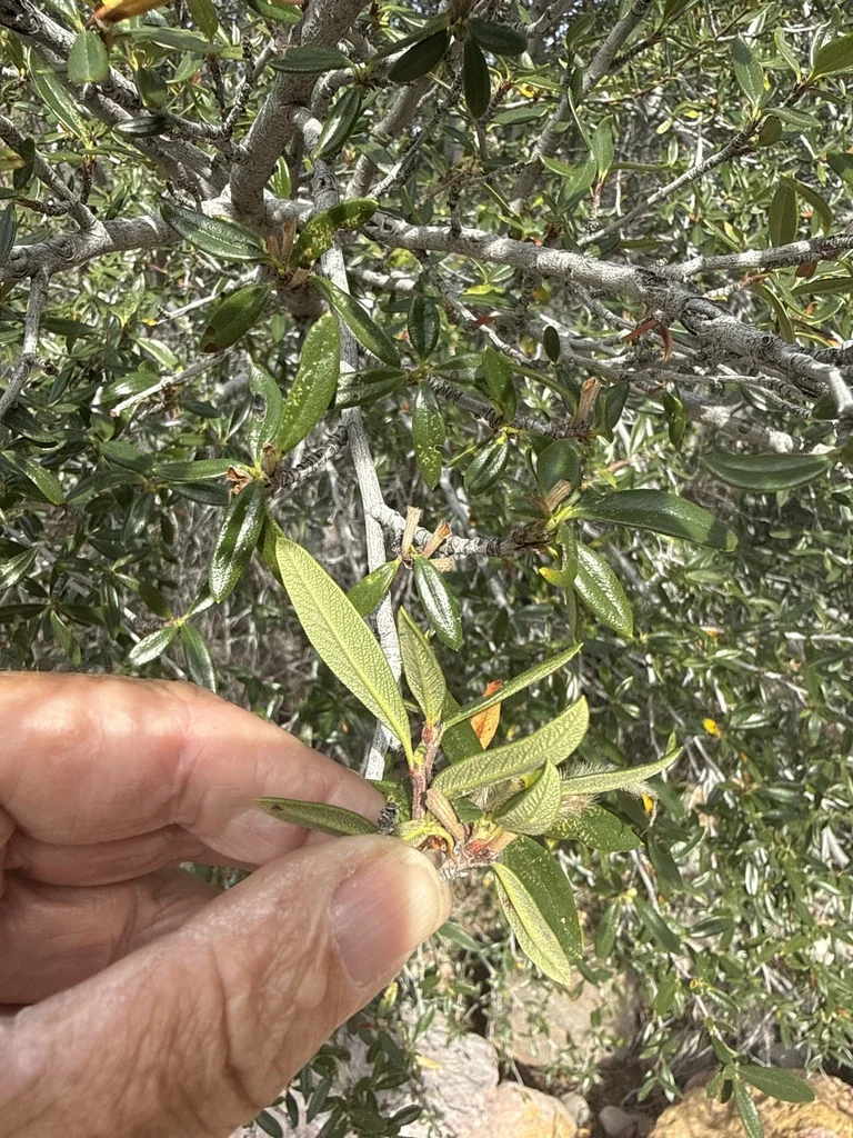 Cercocarpus Ledifolius