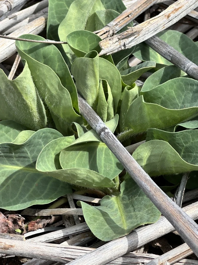 Anemopsis Californica