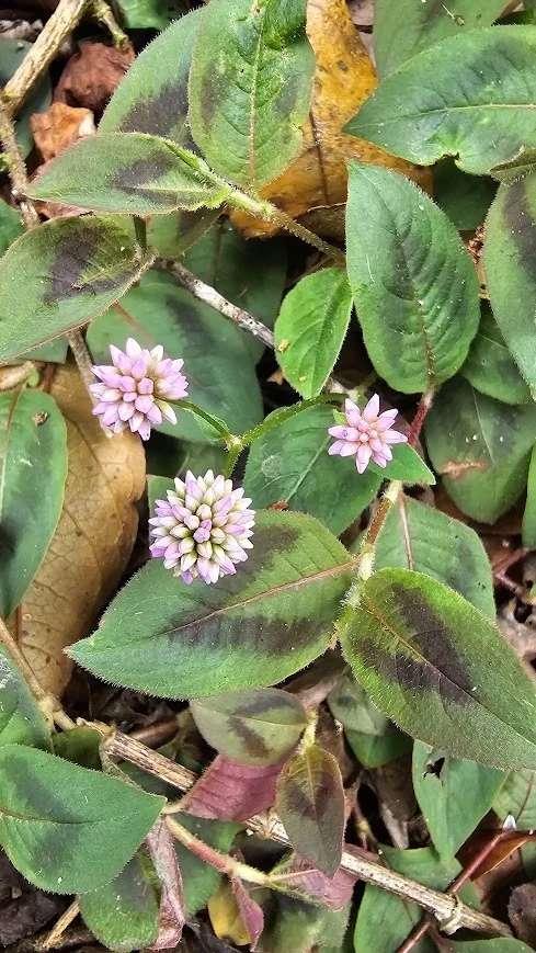 Persicaria Capitata
