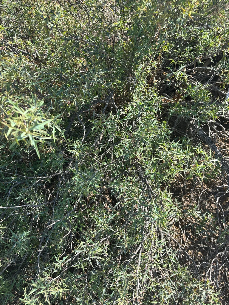 Berberis Trifoliolata